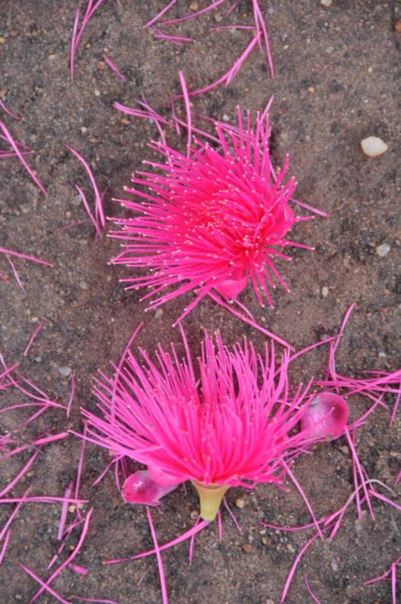 Flôr de jambo, na praça central de Alter do Chão - PA